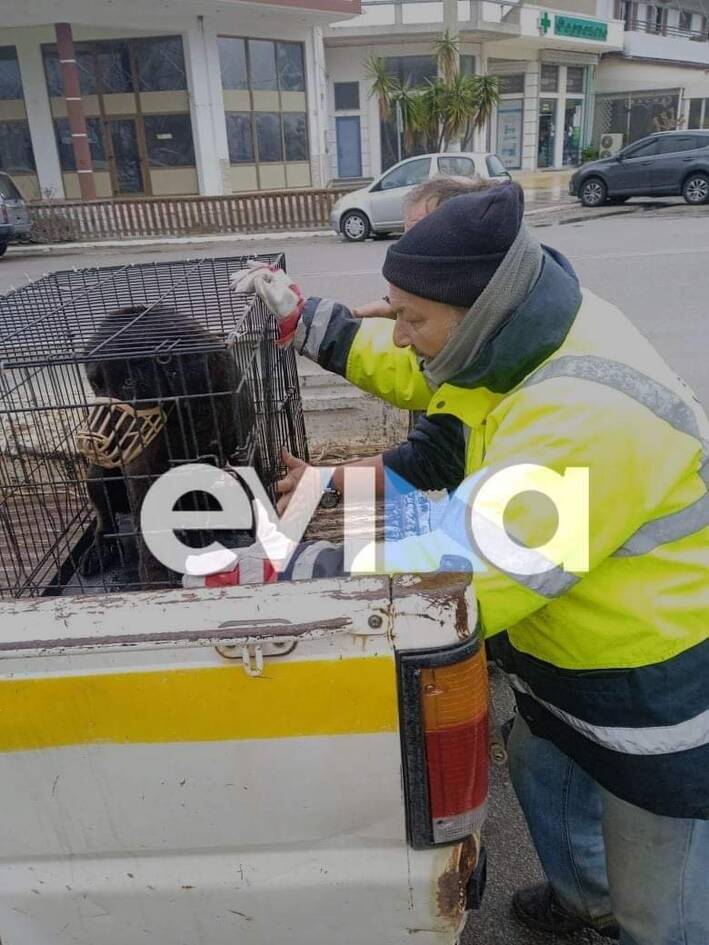 Σκύλος - τροχαίο