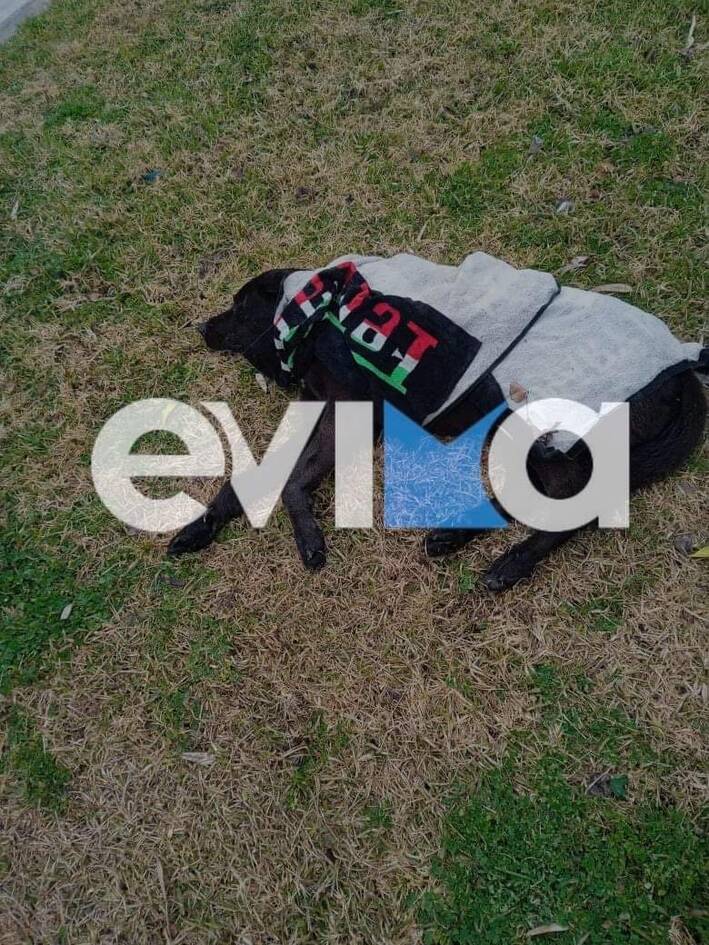 Σκύλος - τροχαίο