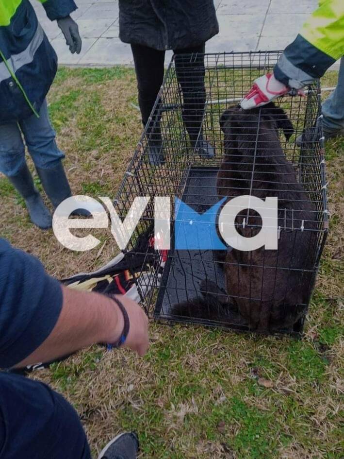 Σκύλος - τροχαίο