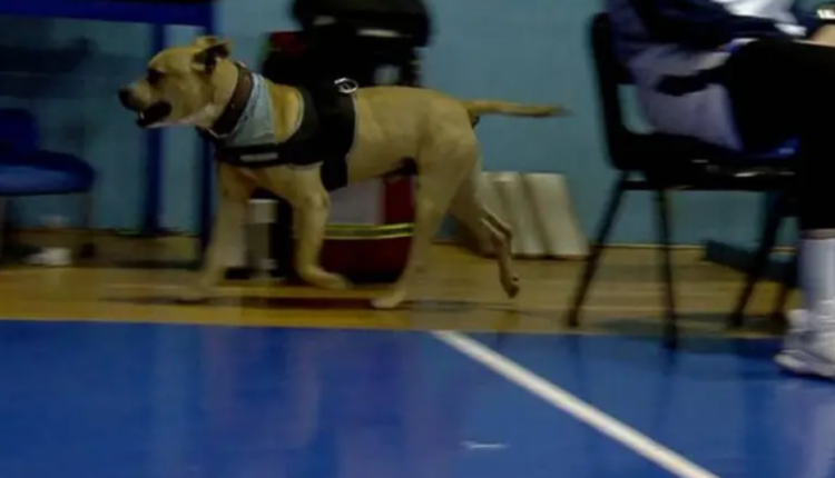 Σκύλος στο ματς Ηρακλής - ΠΑΟΚ