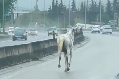 Άλογο στην Εθνική Οδό