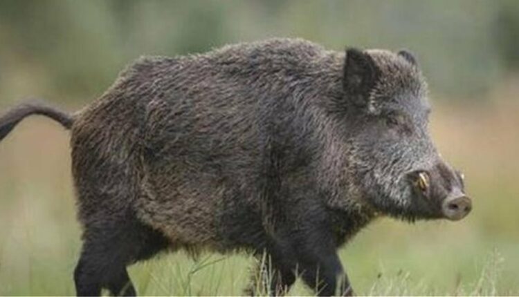 αγριόχοιρος