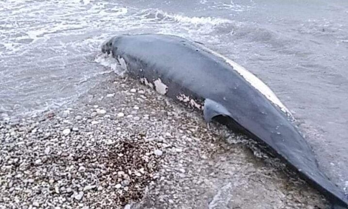 Φάλαινα στη Ρόδο