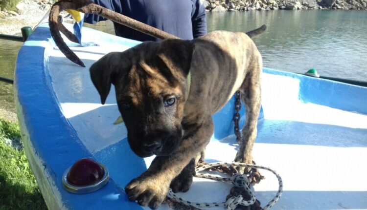 σκύλος-κρήτη