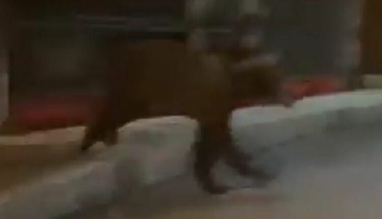 Αρκούδα στη Φλώρινα