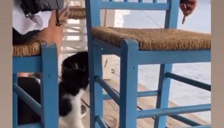 Γάτα - Αιδηψός