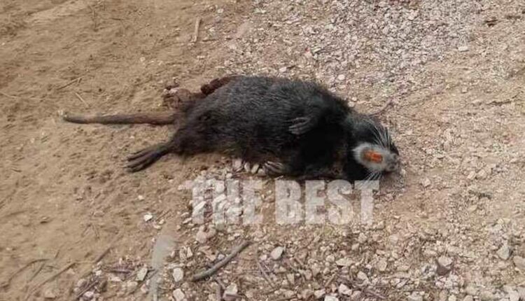 Τρωκτικό στην Πάτρα