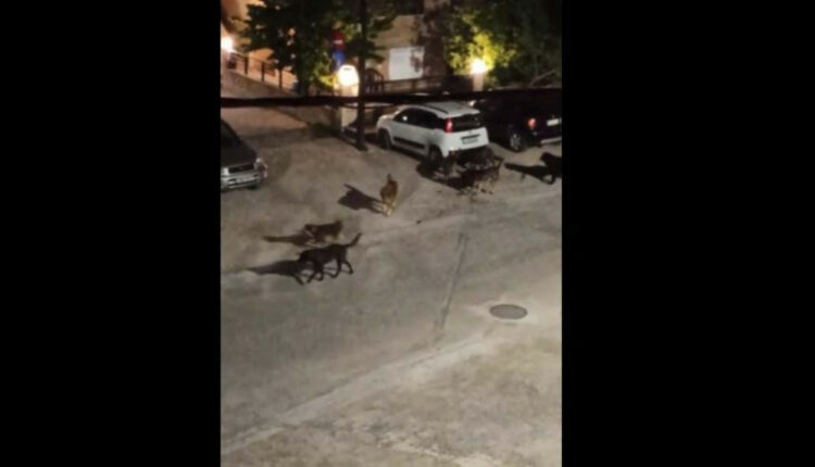 Σκυλιά στη Θεσσαλονίκη