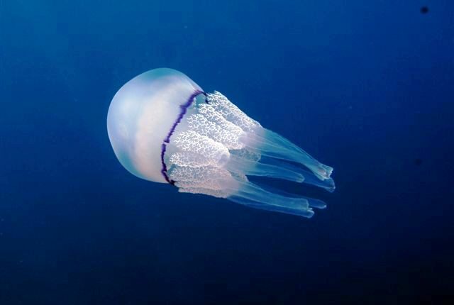 γαλάζια μέδουσα