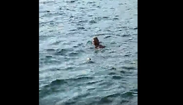 νεαρός-θερμαϊκός