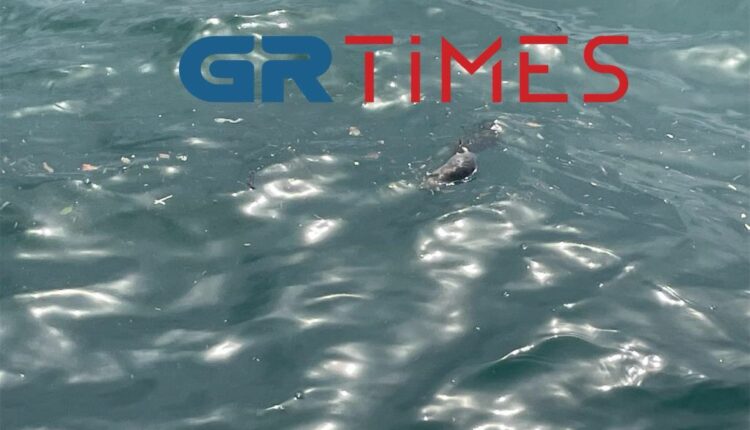 θερμαϊκός-ποντίκια