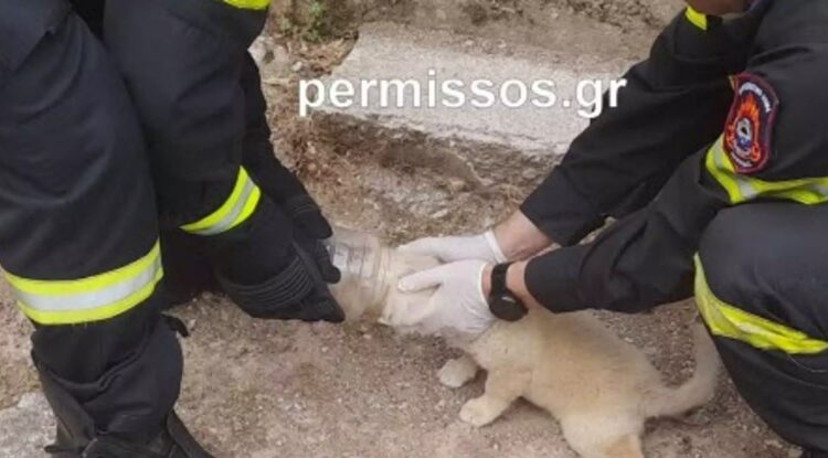 Σκύλος στη Θήβα