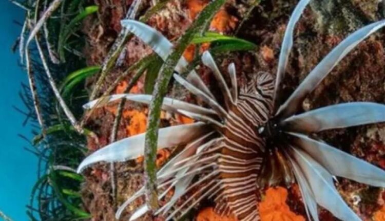 ΤΡΟΠΙΚΟ-ΛΕΟΝΤΟΨΑΡΟ