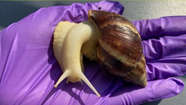 ΣΑΛΙΓΚΑΡΙ-ΦΛΟΡΙΝΤΑ